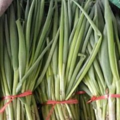 藁城常安 小葱现在已经大量上市