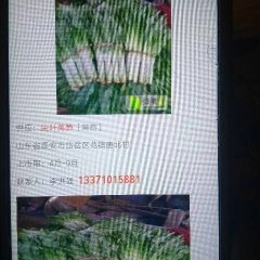 范缜唐北村绿色无公害蔬菜基地50万亩莴苣