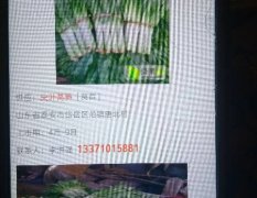 范缜唐北村绿色无公害蔬菜基地50万亩莴苣