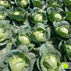 山东单县中甘21甘蓝火热上市