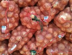 2017新野黄皮洋葱现已大量上市，果形好