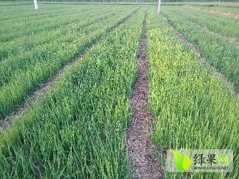 2017年山东章丘葱苗价格