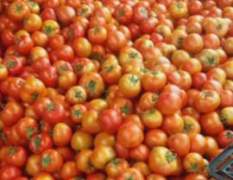四川夹江西红柿果型均匀，颜色好