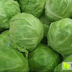 汝州本地绿甘蓝已大量上市， 绿甘蓝
