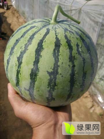 2017年安徽砀山8424西瓜价格