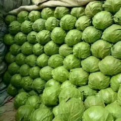 华州甘蓝已大量上市，中甘21