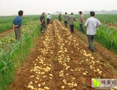 河南省南阳市种植大面积土豆即将上市