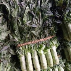 2017 兰陵尖叶莴笋量大