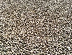 金乡大蒜在每年5月底和6月初开始大量上市