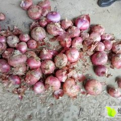 聊城二红洋葱六月一号左右上市
