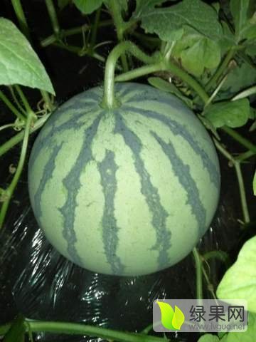 8424西瓜价格