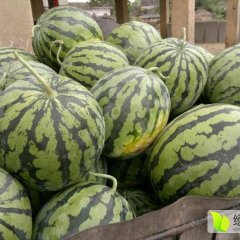 江南西瓜产销两旺先云南后广西李贵宜诚信合作