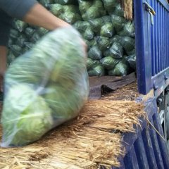 江苏省徐州市铜山区黄集镇元庙村甘蓝