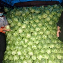 2017饶阳甘蓝大量上市，货源充足