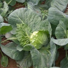 元氏甘蓝大量上市了，甘蓝个头均匀