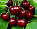 山东省潍坊市安丘市升高大樱桃
