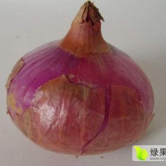 尉氏庄头镇栗林村万亩红皮洋葱，品质好