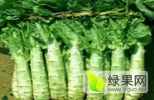 岱岳区范镇莴苣现已大量上市