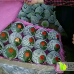 河北乐亭甜瓜大量开园，头茬瓜上市