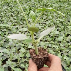 2017惠民西瓜种子西瓜品种优良，瓜苗缓苗快