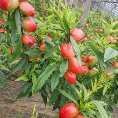 山东冠县油桃上市了