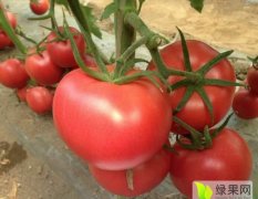 国外引进高档粉果大番茄京谷226番茄西红柿