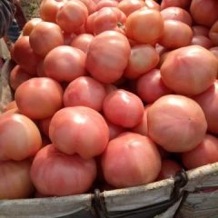 河南滑县硬粉西红柿，已经逐渐大量上市了