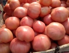 河南滑县硬粉西红柿，已经逐渐大量上市了