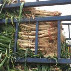 俗话说的好，一清二白，大葱