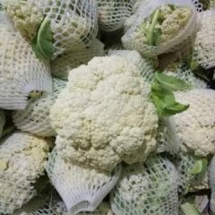 万亩菜花之乡，全国最大的菜花基地