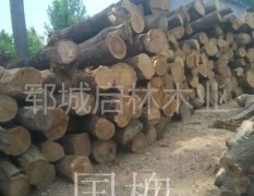 中国牡丹之乡——山东菏泽启林木业