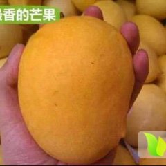 瑞丽芒果 圣德龙～芒果之王，缅甸进口