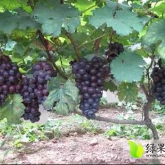 广宗葡萄 我绿荣合作社基地规模宏大