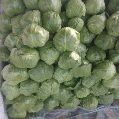 饶阳甘蓝现在大量上市。颜色翠绿