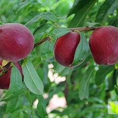 供应春雪脆毛桃，早熟色艳耐运输毛桃品种