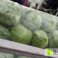 焦作甘蓝 中甘11大量上市，价格