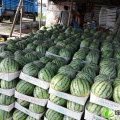 夏邑西瓜火热上市郭庄郭彦伍诚信合作