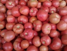 山东莘县硬粉西红柿开始陆续上市了