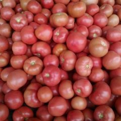 山东莘县硬粉西红柿开始陆续上市了