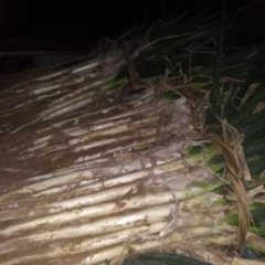 牡丹大葱现在正在大量上市中