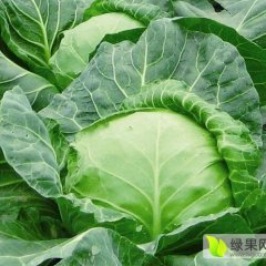 2017郯城甘蓝、莴苣、花菜