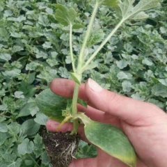 昌乐南郝刘春雷4月大果双星西瓜种子