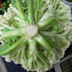 新野菜花白面青梗松花菜上市了