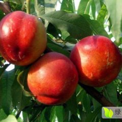 河北 乐亭油桃 已经上市，寻求各地果