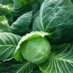 山东省潍坊市安丘赵戈镇甘蓝