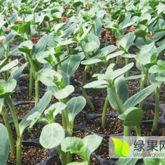 河南扶沟西瓜苗西瓜种子价格