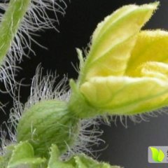 云南大姚，四月底西瓜上市