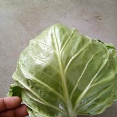 山东郯城甘蓝大量上市，价格便宜