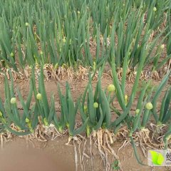 山东寿光长白大葱绿色无公害