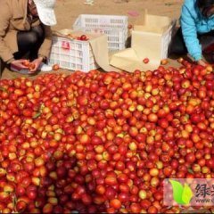 冠县油桃 鲁西规模最大的油桃生产基地